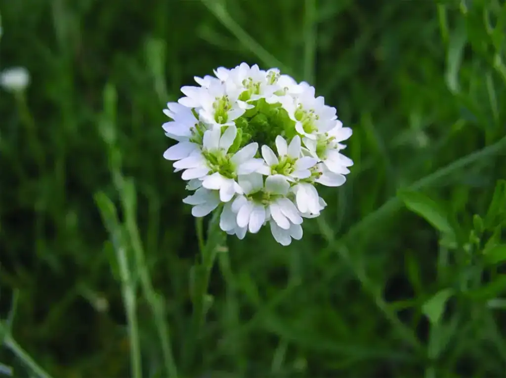 Hoary Alyssum