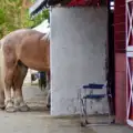 Build & Strengthen Your Horse’s Topline